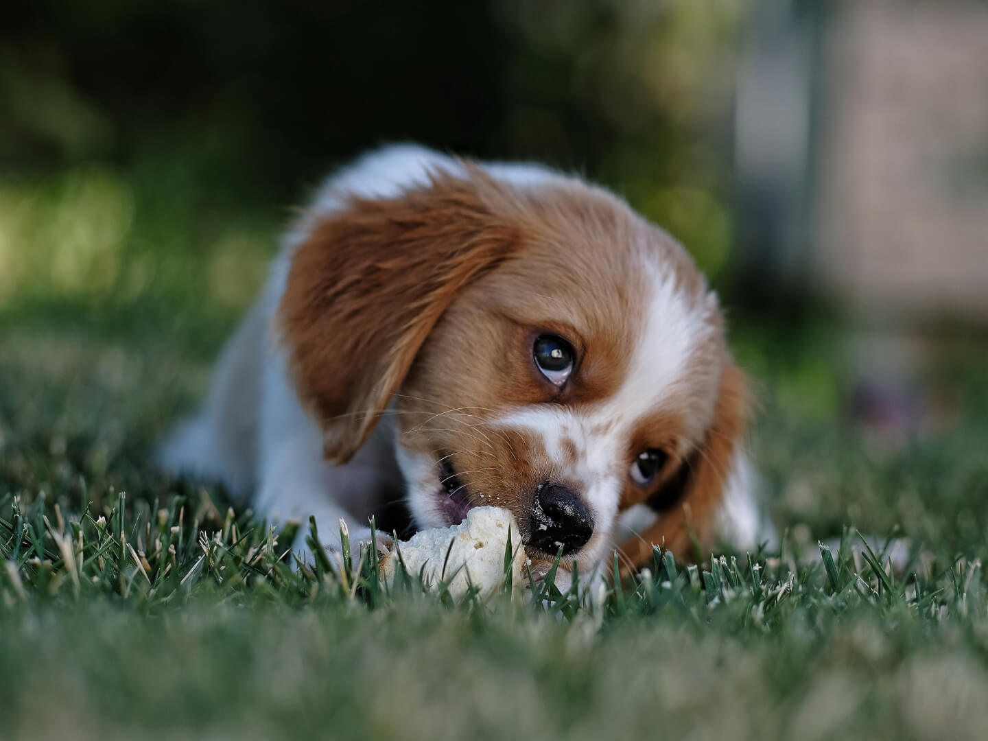 adorable-animal-animal-photography-672244 - Pup Up Hooray
